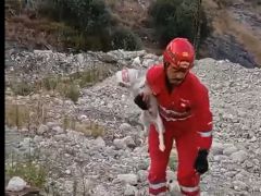 HBB’DEN YAVRU KÖPEĞE ANINDA MÜDAHALE