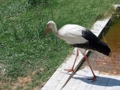 HBB’DEN YARALI LEYLEĞE, ŞEFKAT ELİ  