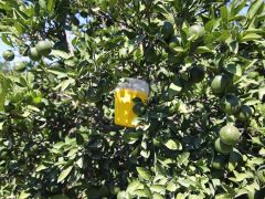 5 İLÇEDE NARENCİYE ÜRETİCİLERİNE SİNEK TUZAĞI DAĞITILDI