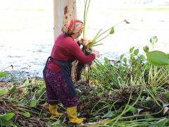 GÖLBAŞI GÖLÜ’NDE SU SÜMBÜLLERİ EKONOMİYE KAZANDIRILIYOR