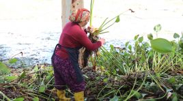 GÖLBAŞI GÖLÜ’NDE SU SÜMBÜLLERİ EKONOMİYE KAZANDIRILIYOR