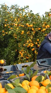 HBB’DEN ÜRETİCİYE VE TOPLUMA ÇİFTE DESTEK