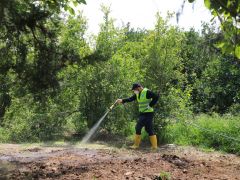 AKDENİZ MEYVE SİNEĞİNİN ÜREME ALANLARINDA İLAÇLAMA YAPILDI