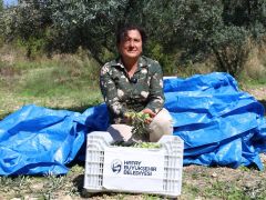 HBB’NİN TARIMSAL DESTEKLERİ ZEYTİN ÜRETİCİLERİNE CAN SUYU OLUYOR