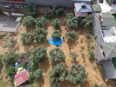 HBB, ZEYTİN ÜRETİCİLERİNİ EĞİTİMLE DESTEKLİYOR