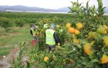 HBB, ÜRETİCİDEN ALDIĞI MANDALİNALARI ÖĞRENCİLERE İKRAM ETTİ