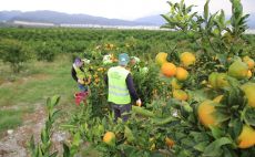HBB, ÜRETİCİDEN ALDIĞI MANDALİNALARI ÖĞRENCİLERE İKRAM ETTİ