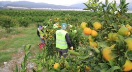 HBB, ÜRETİCİDEN ALDIĞI MANDALİNALARI ÖĞRENCİLERE İKRAM ETTİ