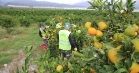 HBB, ÜRETİCİDEN ALDIĞI MANDALİNALARI ÖĞRENCİLERE İKRAM ETTİ