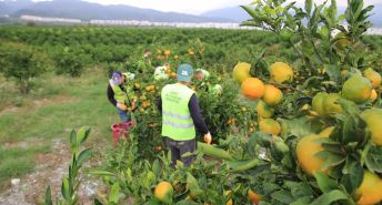 HBB, ÜRETİCİDEN ALDIĞI MANDALİNALARI ÖĞRENCİLERE İKRAM ETTİ