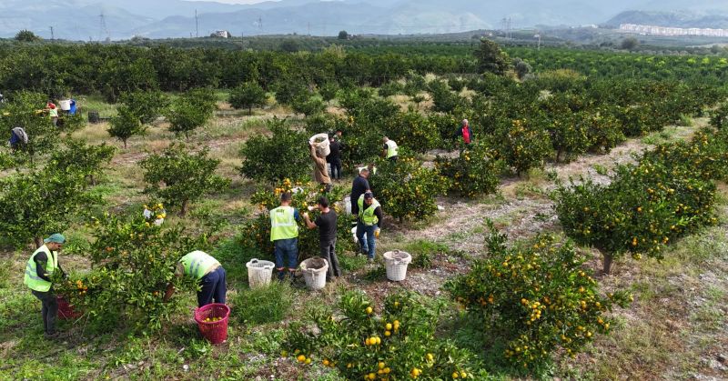 HBB, ÜRETİCİDEN ALDIĞI MANDALİNALARI ÖĞRENCİLERE İKRAM ETTİ
